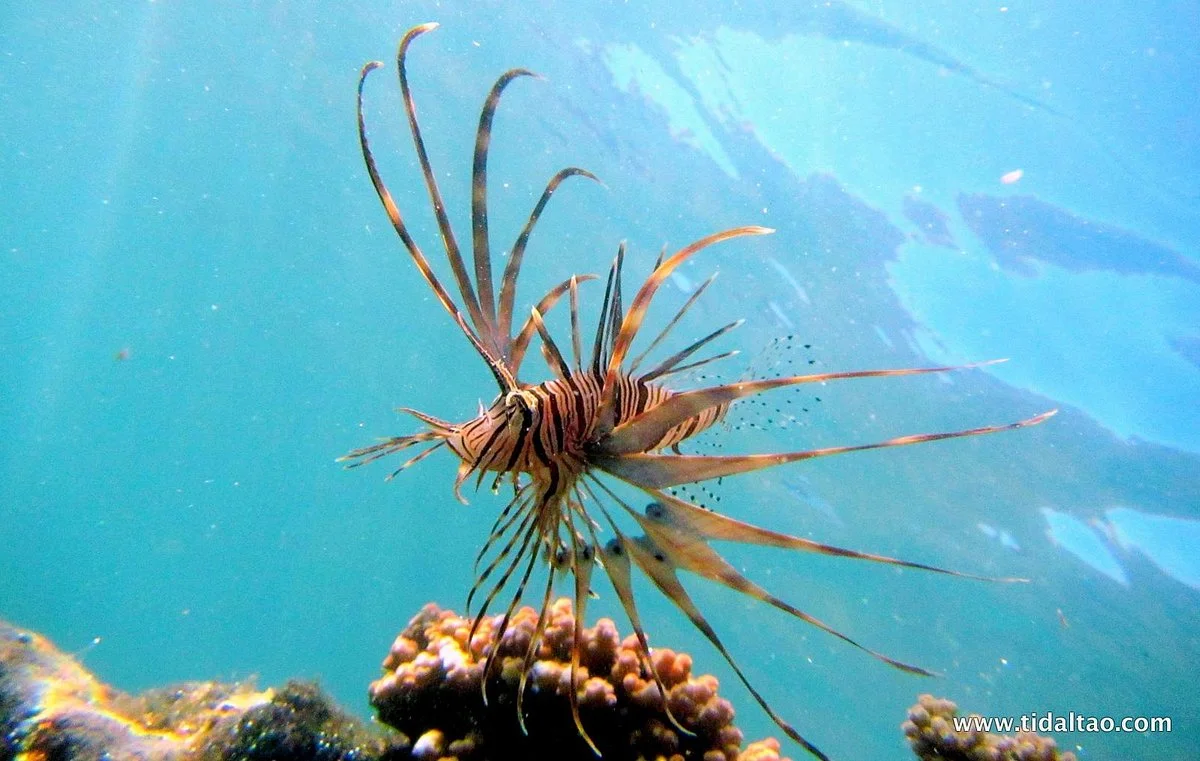 Tidal Tao Snorkeling Safaris