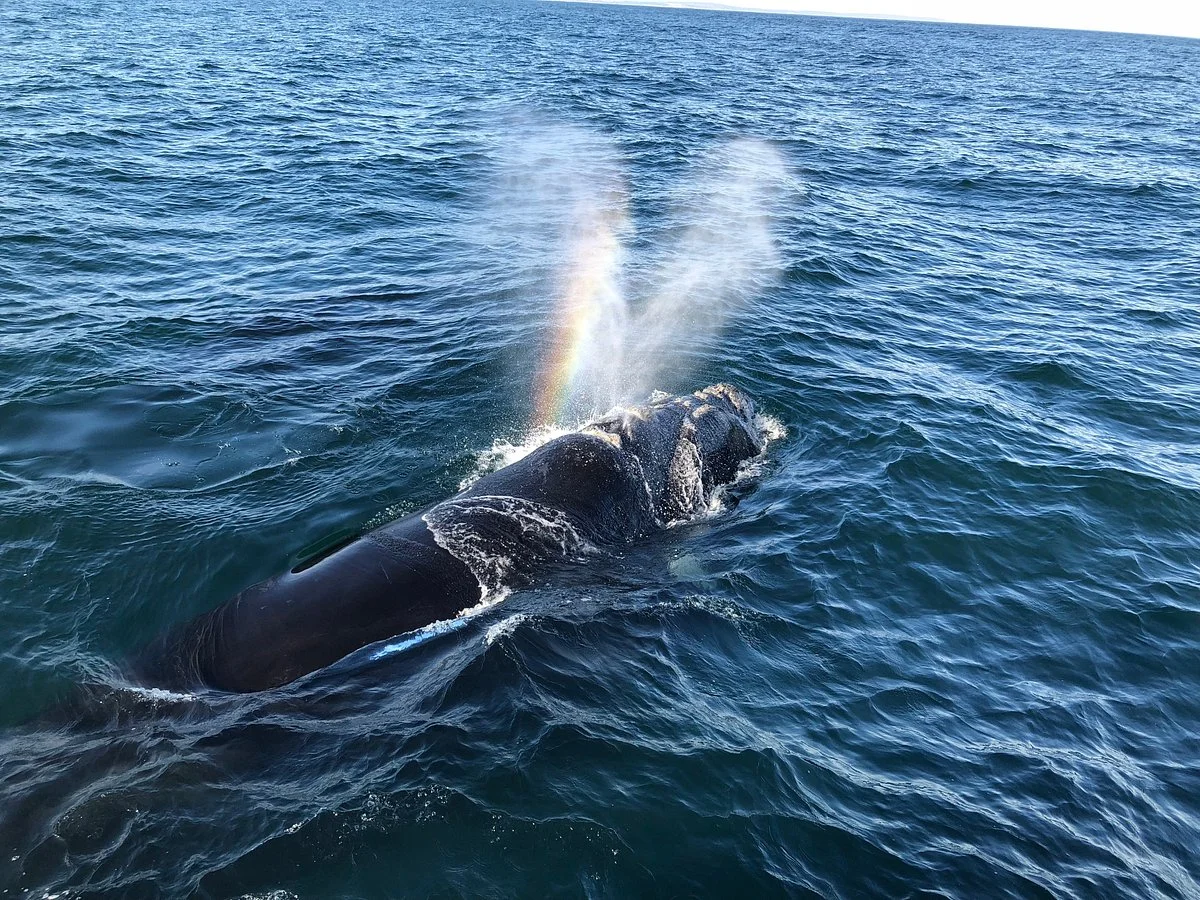 Hermanus Whale Watchers