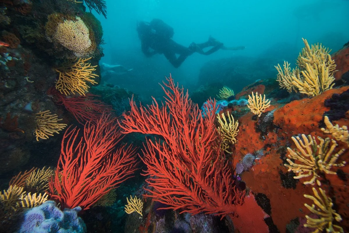 Just Africa Scuba PTY LTD