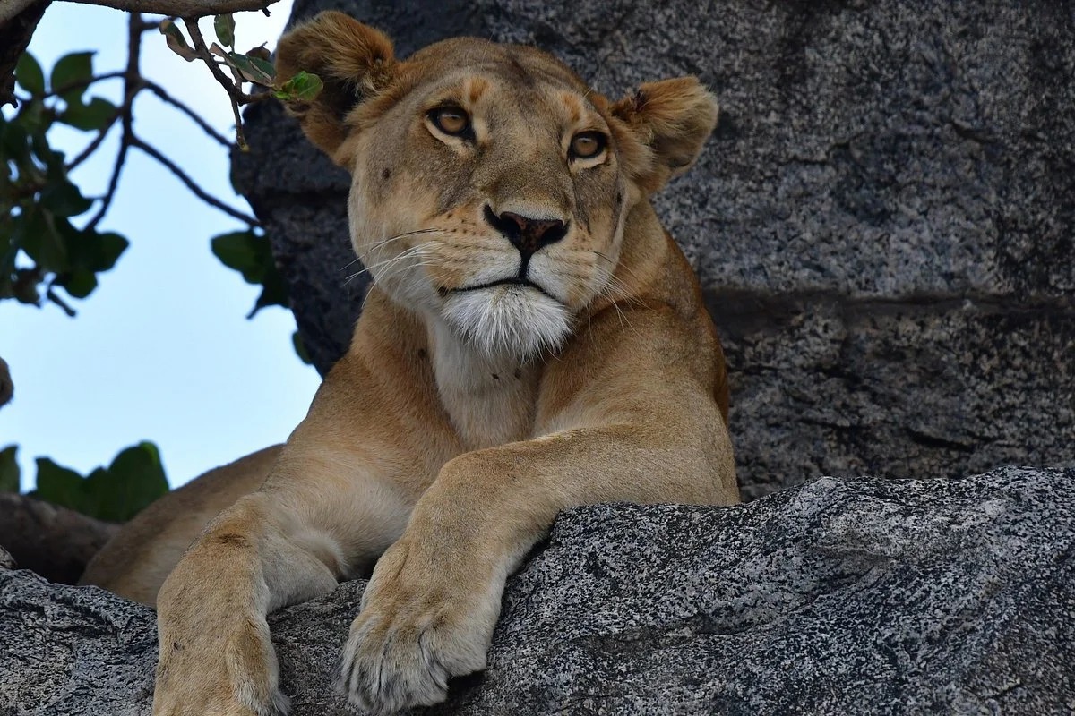 Tanzania Wildlife Adventures