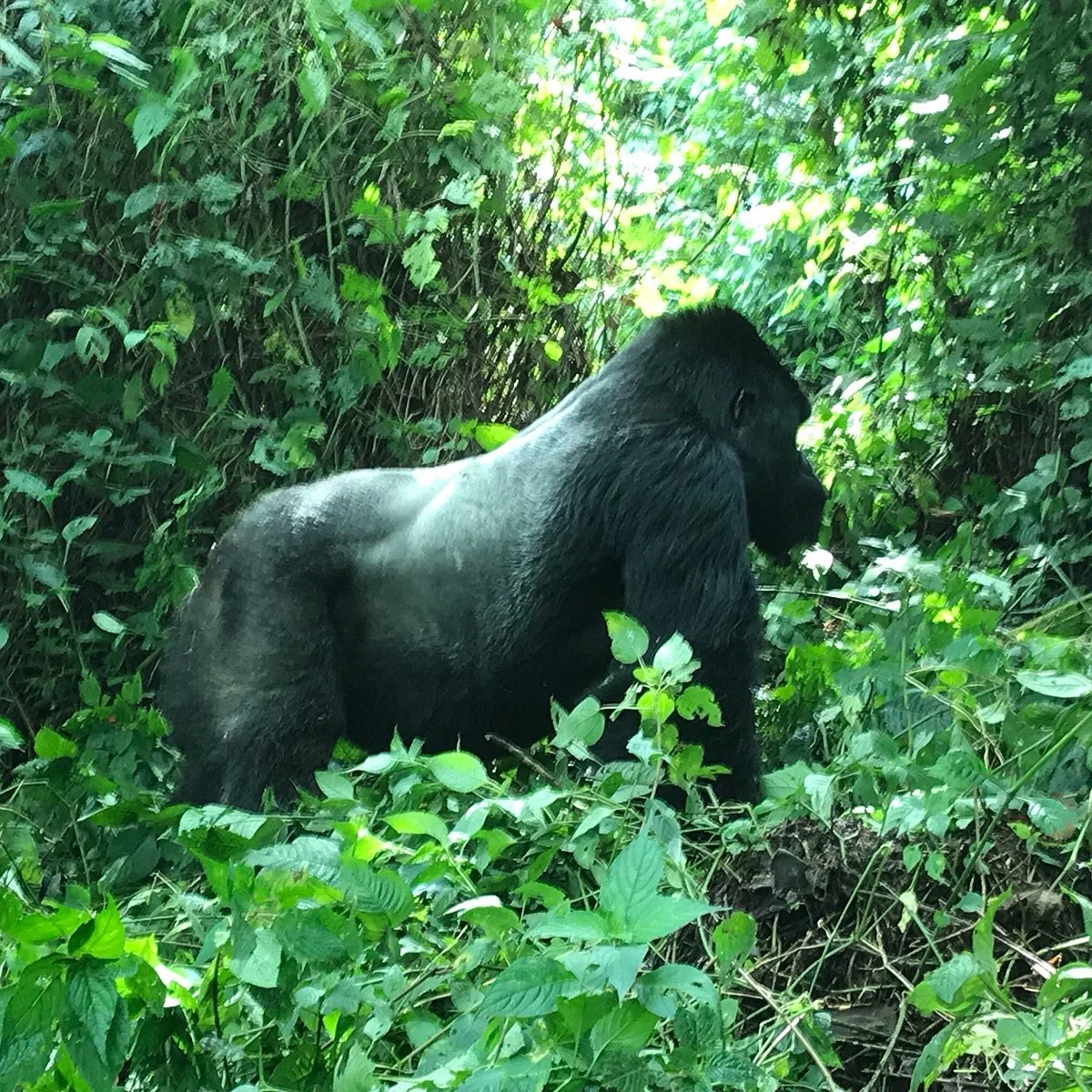 Kivu Travel