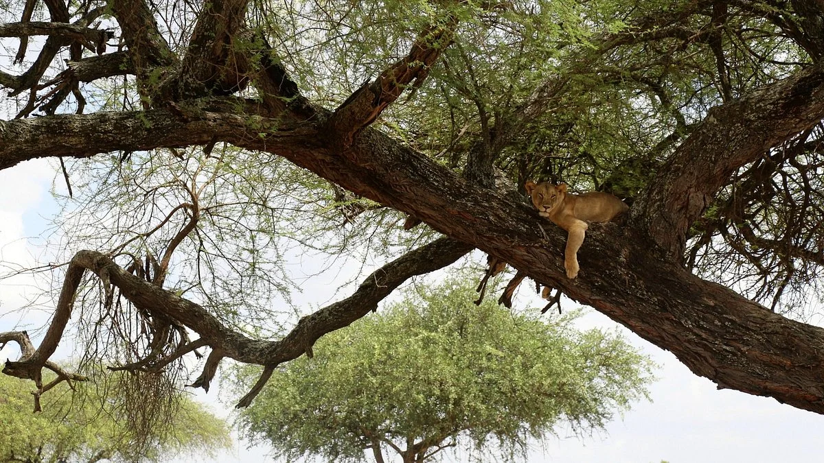 Tanzania Choice Safaris