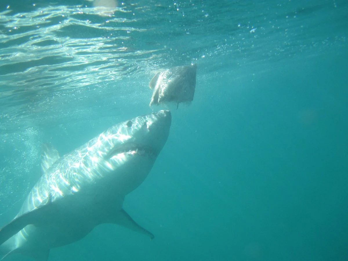 Great White Shark - Cage Diving