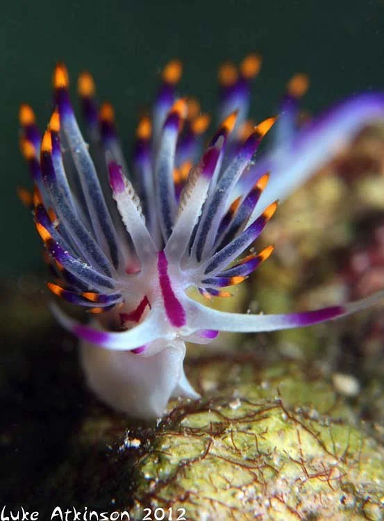 Emperor Divers Hamata