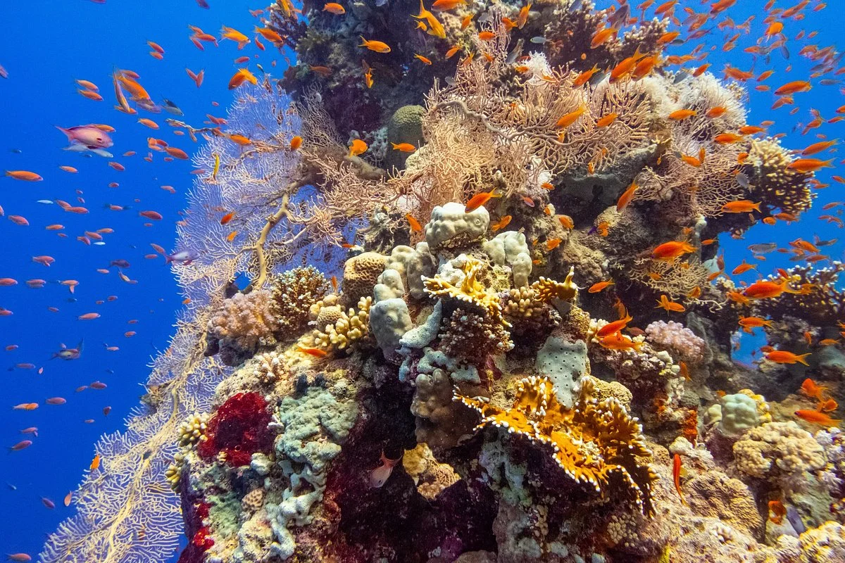 scubadore hurghada