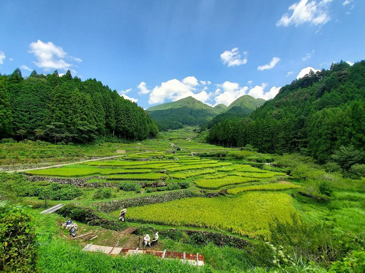 Yotsuya no Semmaida