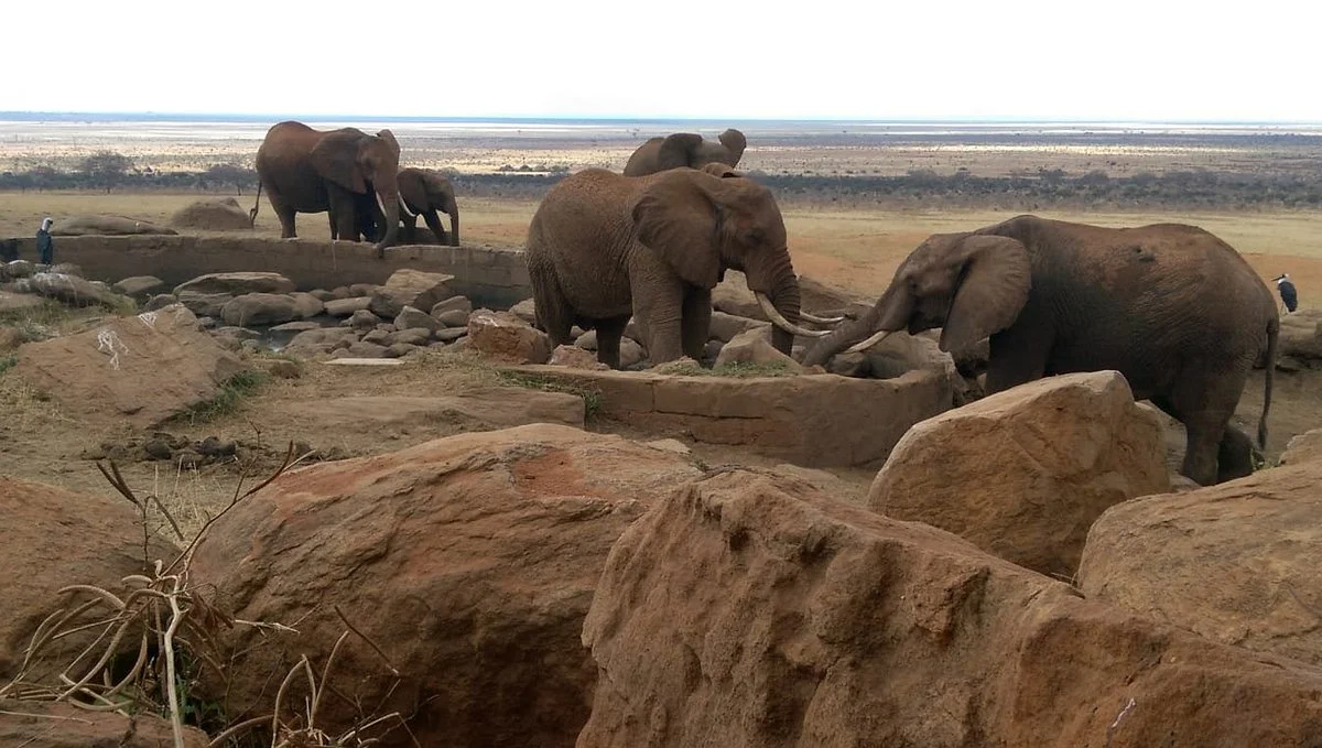 Ahotsun Safari 2000