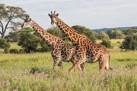 Tanzania Mawingu Tours