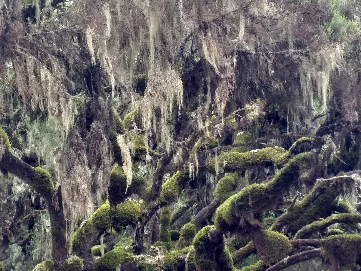 Bale Mountains Authentic Tours
