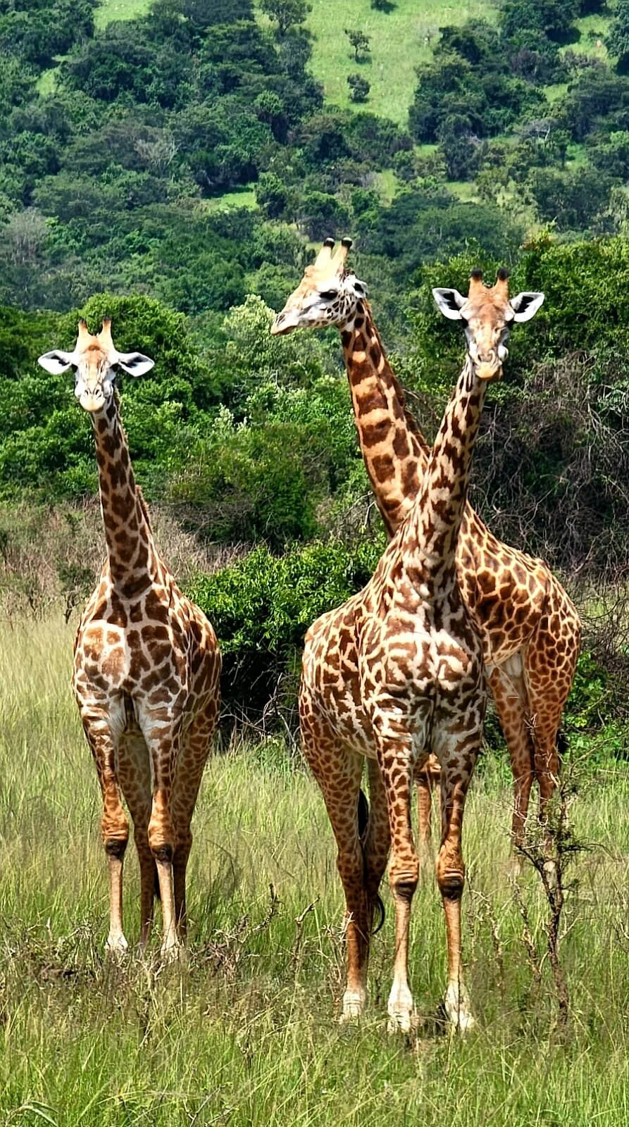 Belle Africa Tours