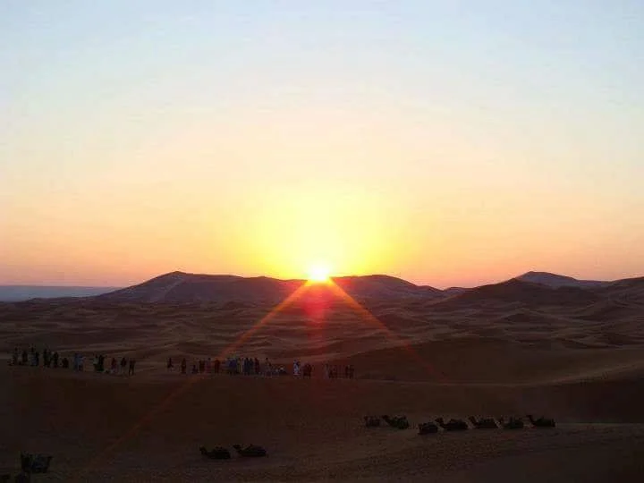 Desert Camel Tours