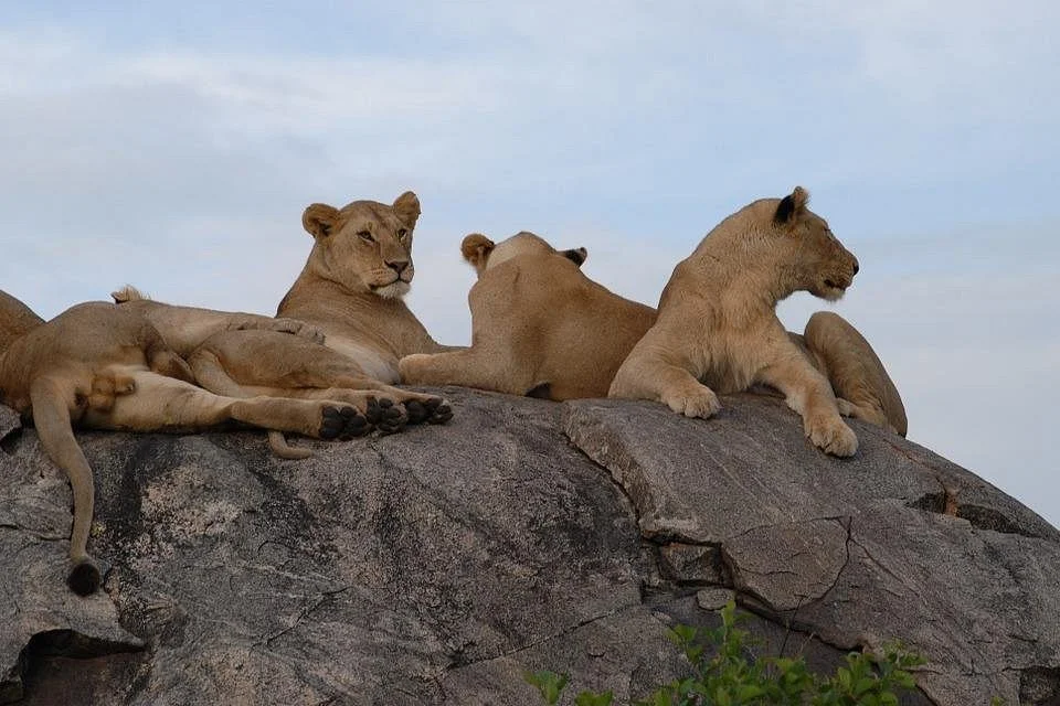 KITONGA TOURS AND SAFARIS CO LTD