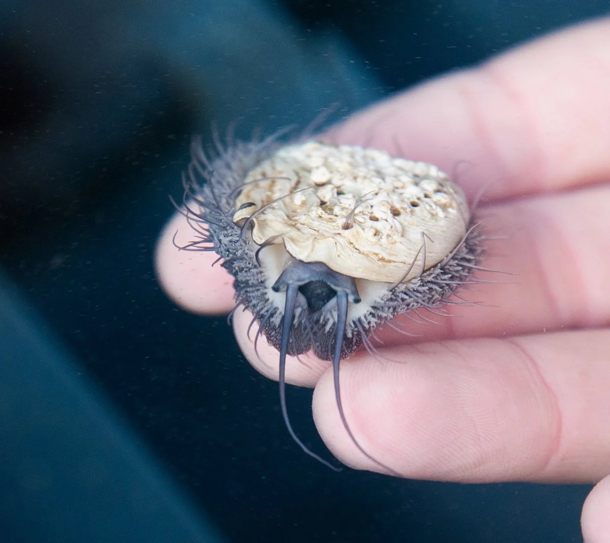 Heart of Abalone