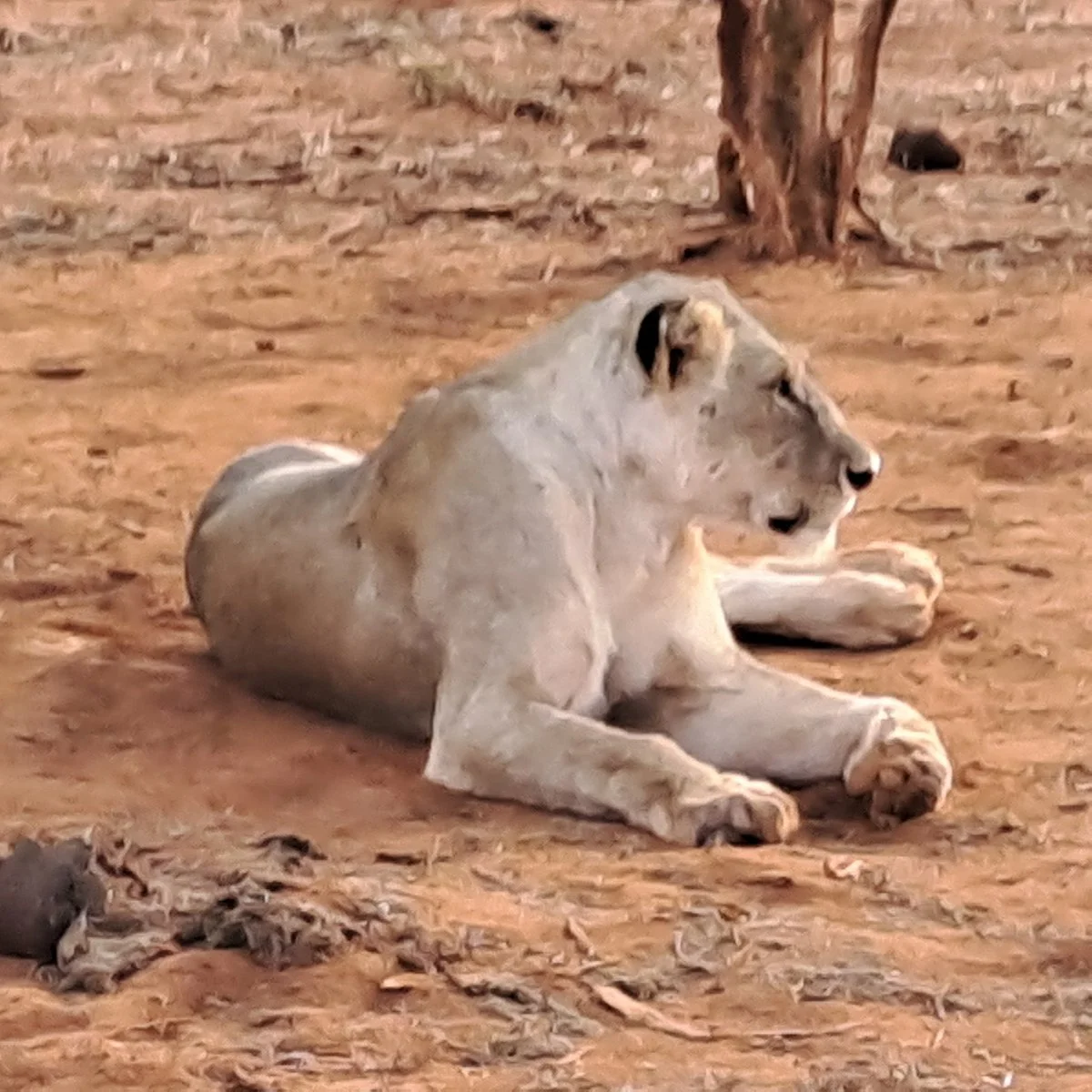 Top Africa Safaris