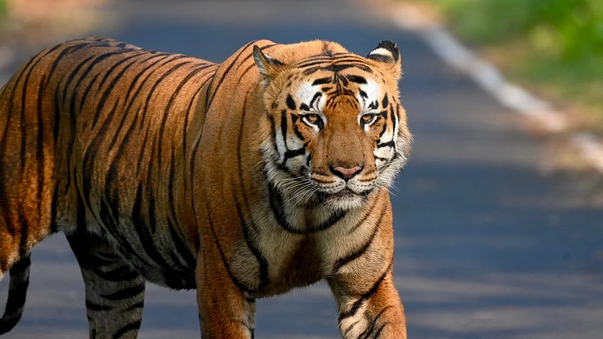 Pilibhit Tiger Reserve