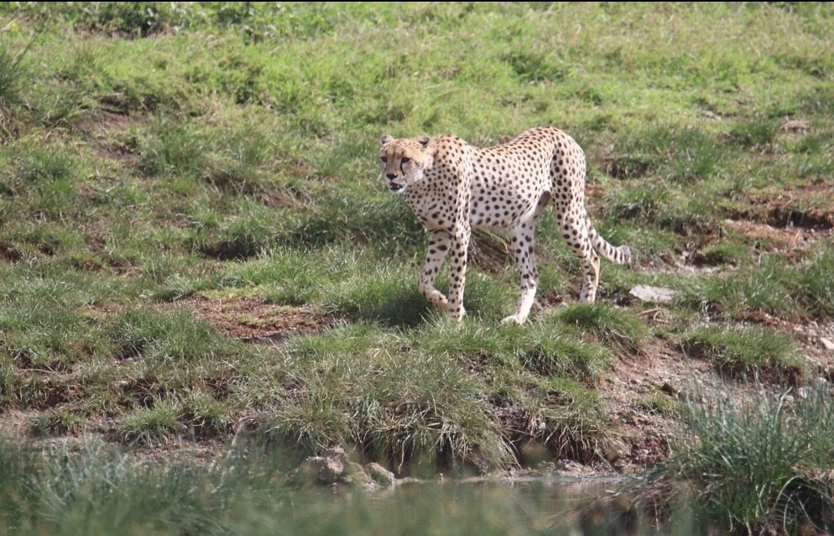 Awe Safaris