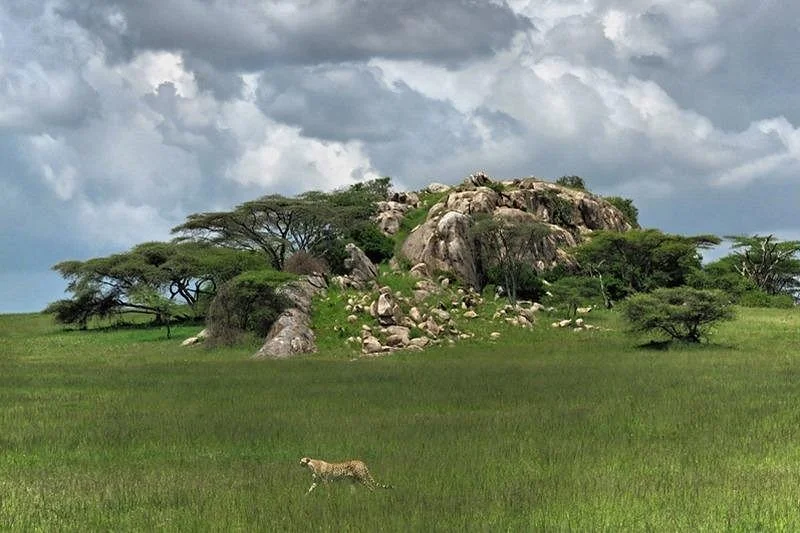 Alligator Trekking and Safaris