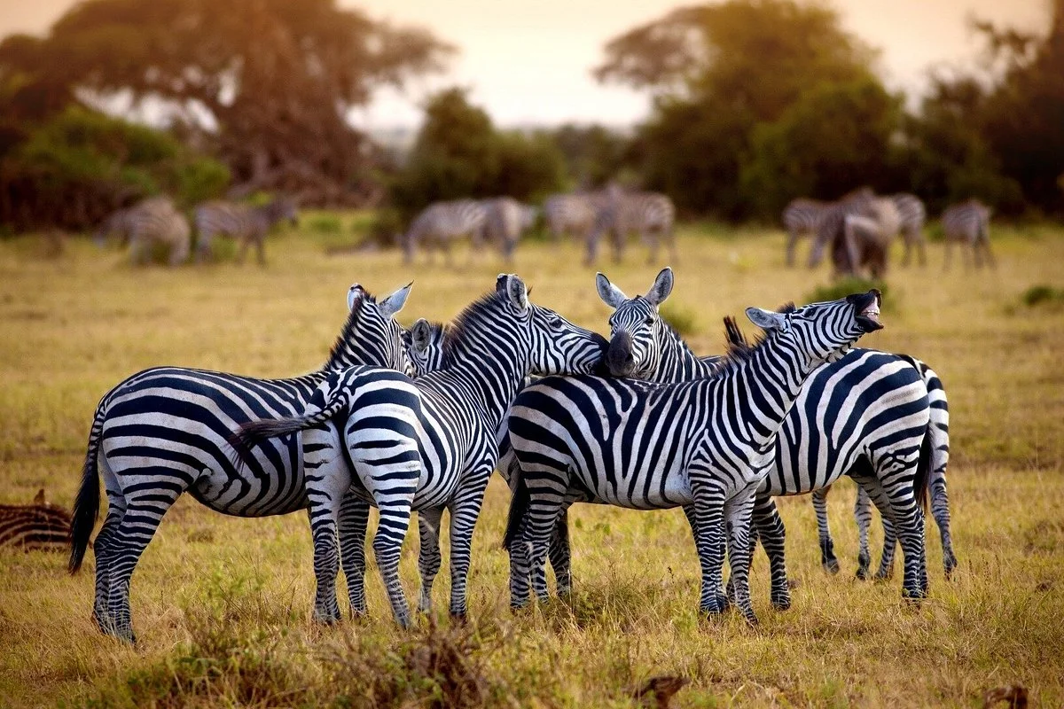 Go With Me Photographic Safaris