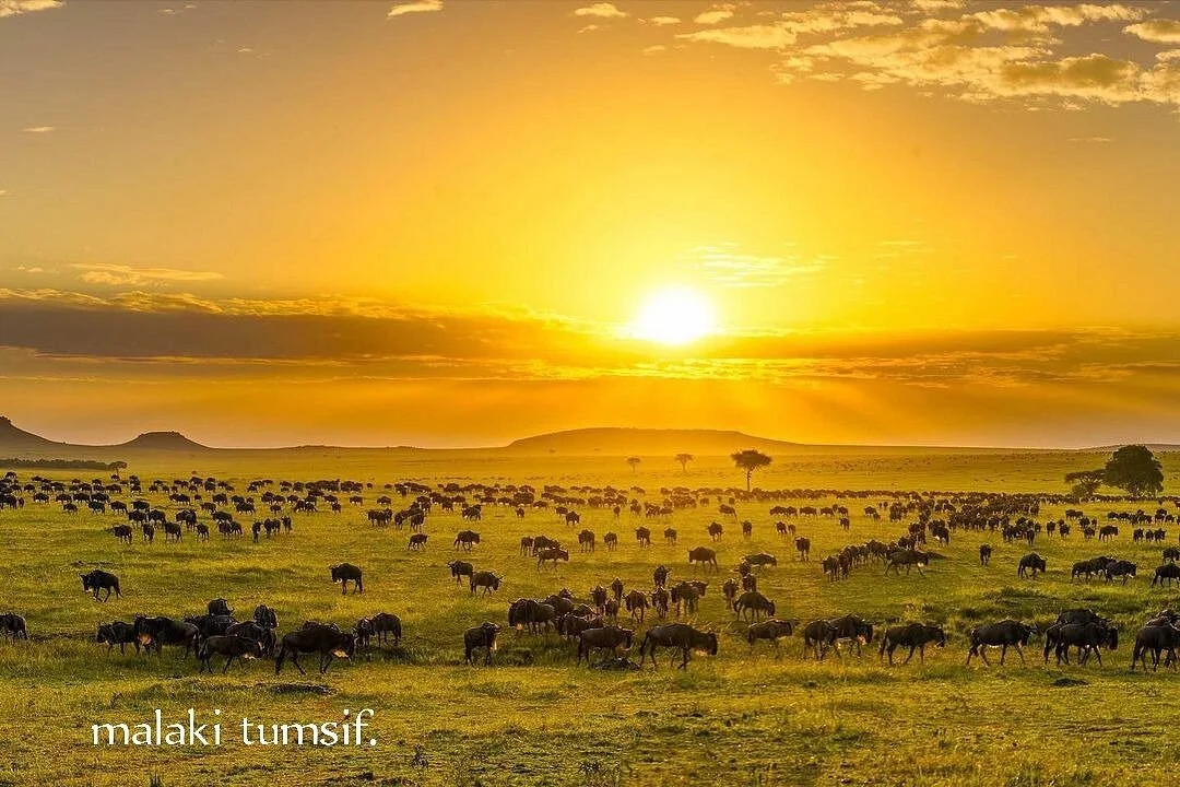 Migration Tanzania Safari