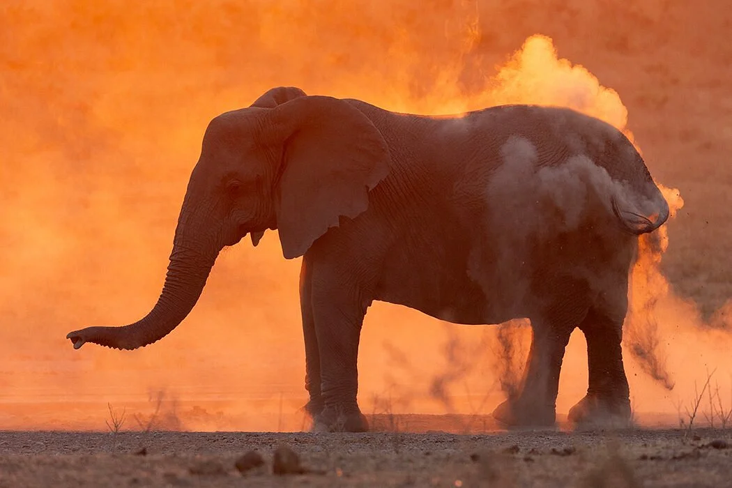 Lawson's Birding, Wildlife & Custom Safaris
