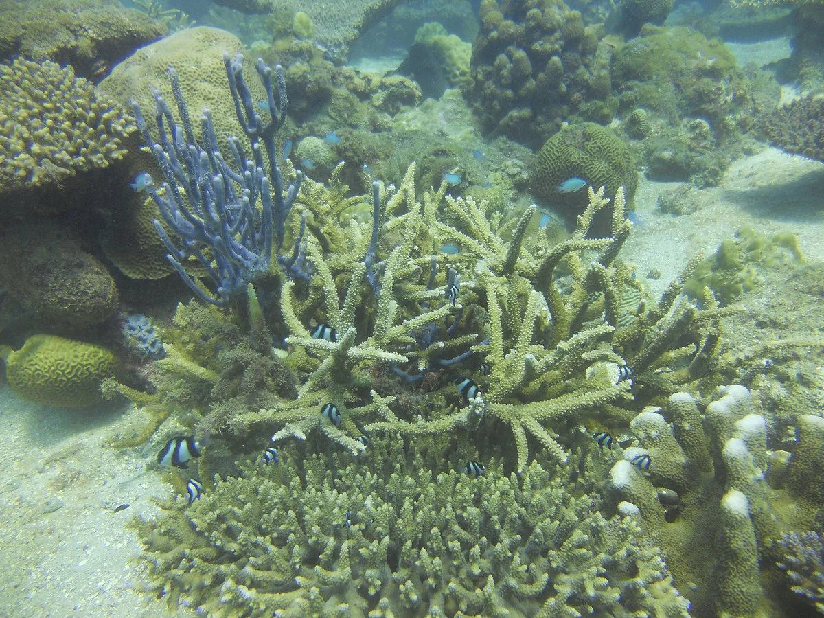 Mada Scuba