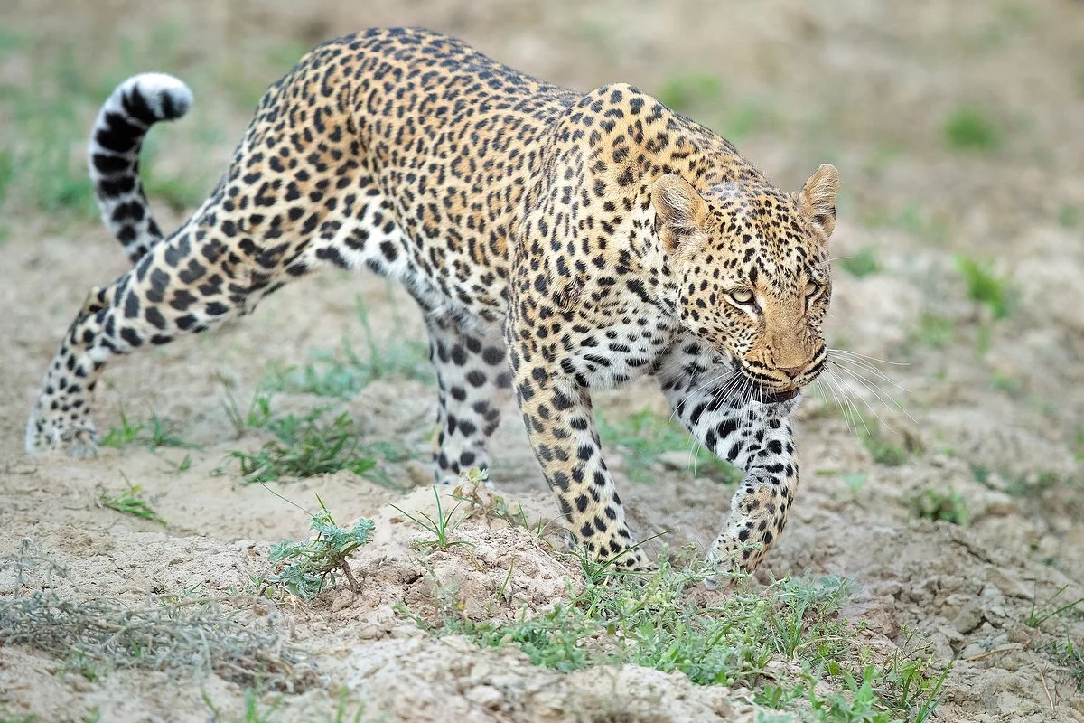 Absolute Zambia Safaris