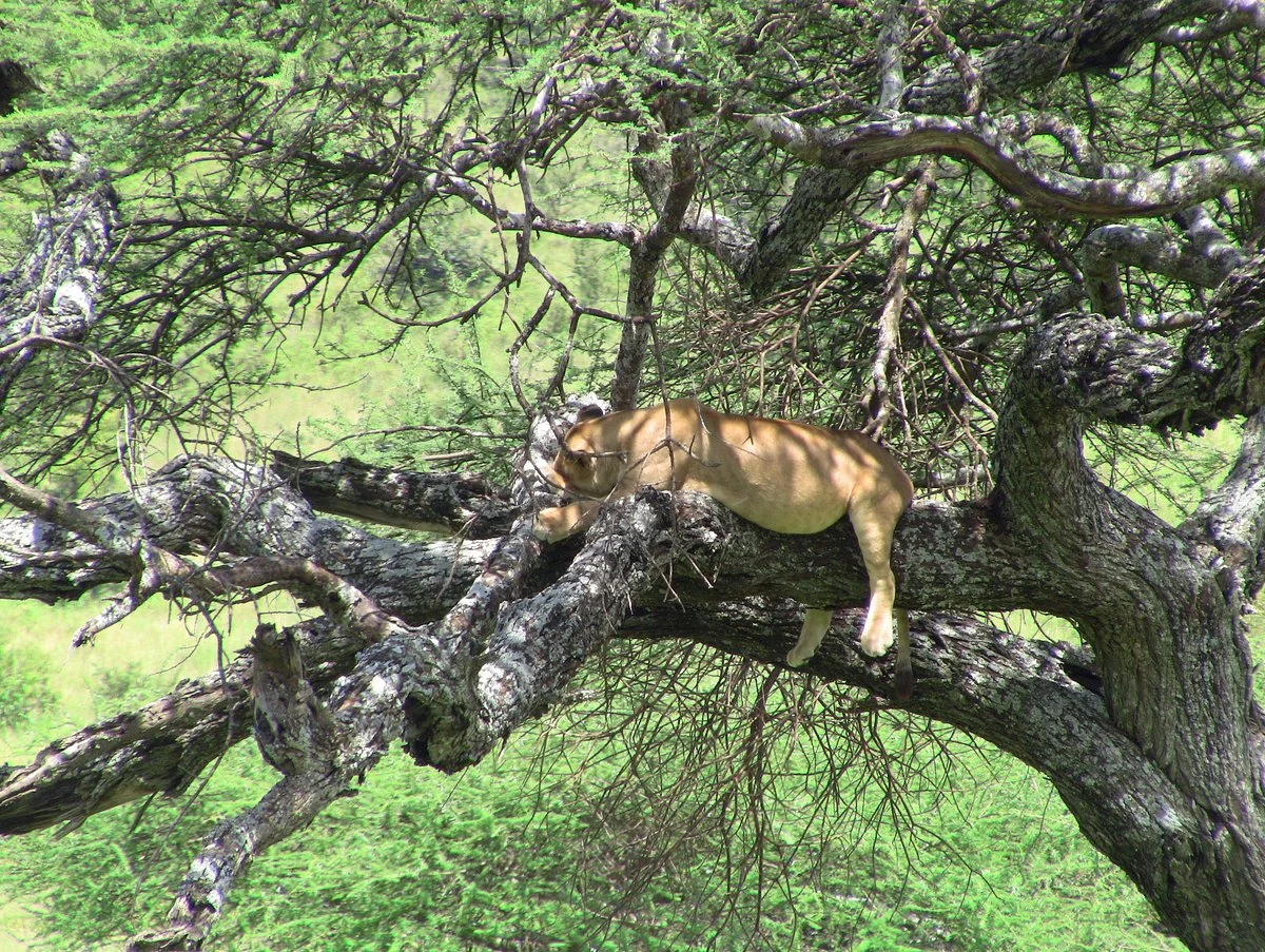 Lasi Tours & Safaris