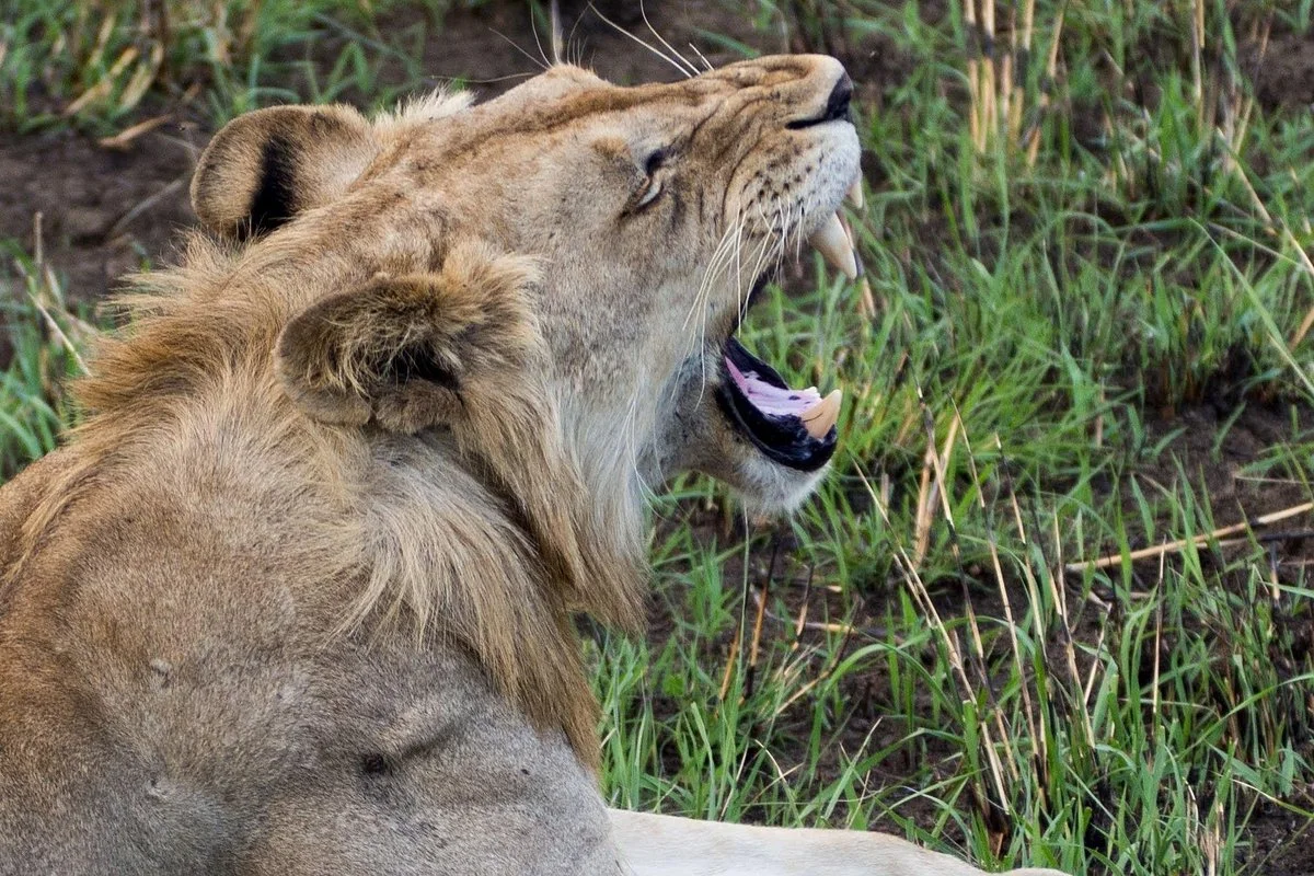 Kumekucha Africa Safaris Tours