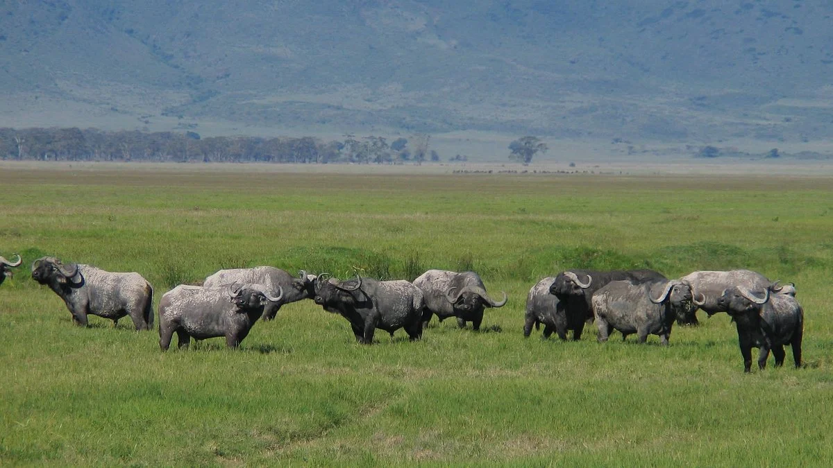 Momella African Adventure