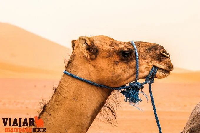 Viajar Marrocos Tours