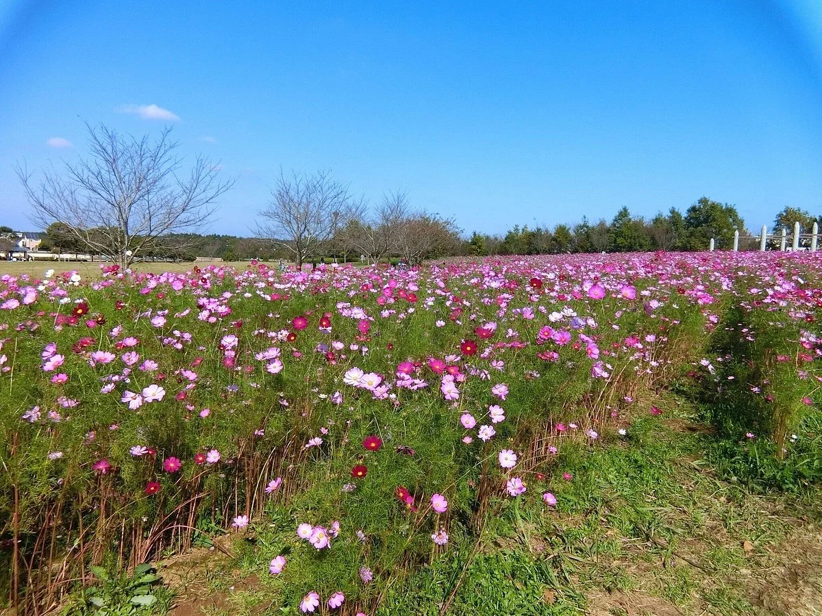 Makinohara Park