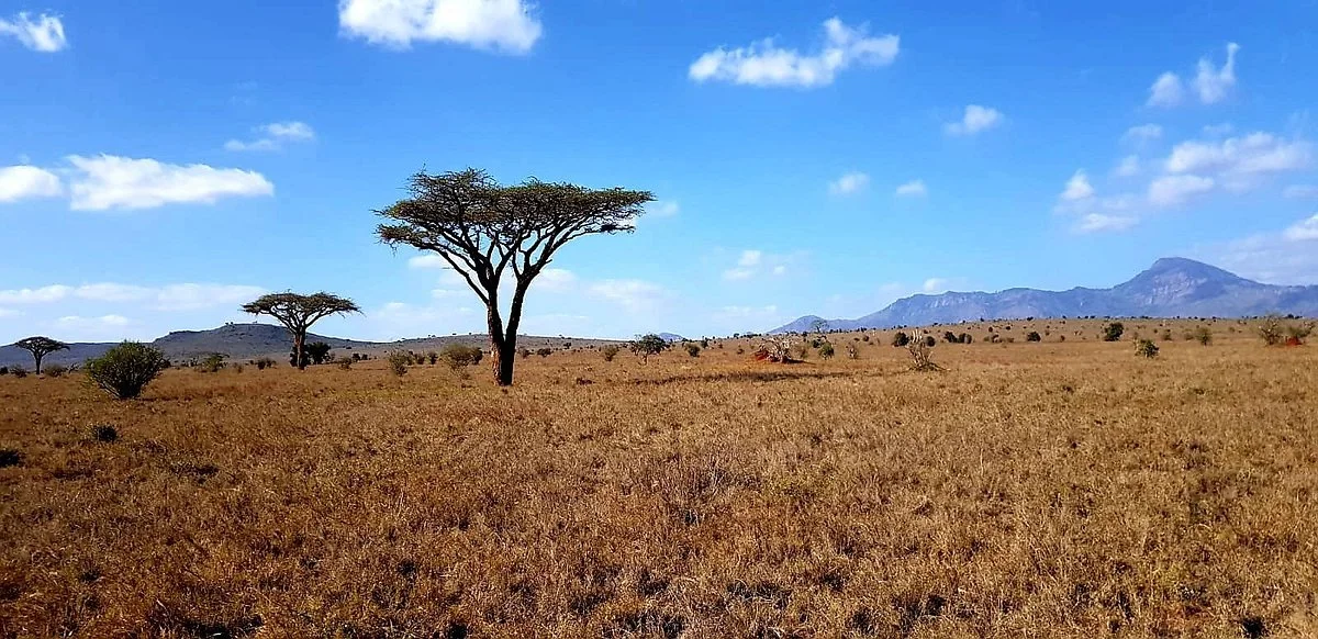 Tsavo Safaris Tours