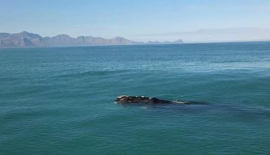 Simon's Town Boat Company