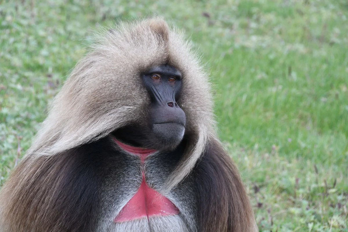 Simien Park Tours