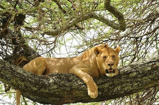 Royal Tiger Tours and Safaris