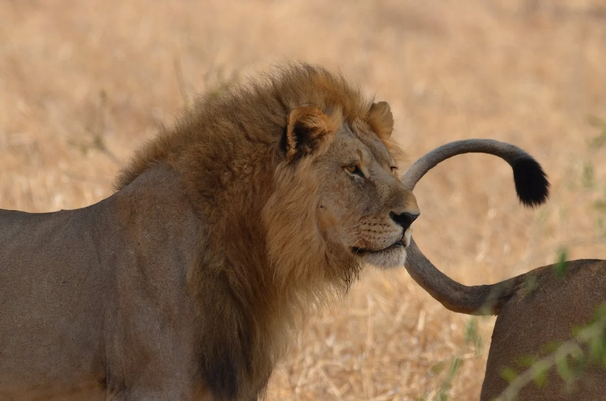 Tail Spotter Safari
