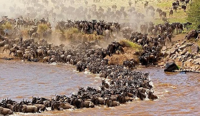 Kayoli Safaris