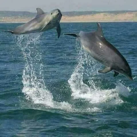 Karihe Zanzibar Tours