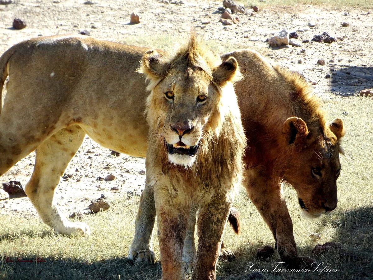 Zazu Tanzania Safaris