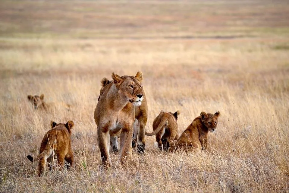 Chiquito Travel and Safari