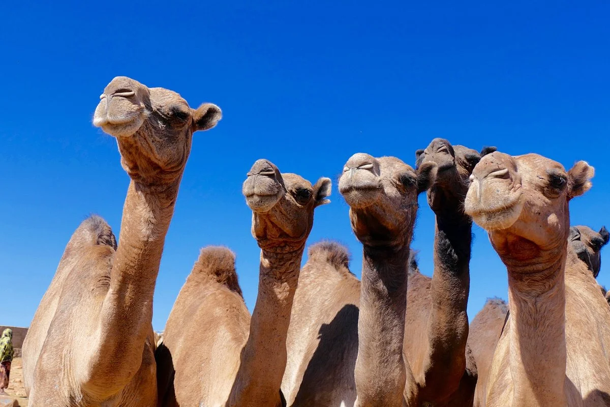 Welcome Ethiopia Tours