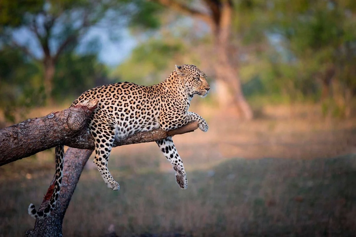 Arem Safaris