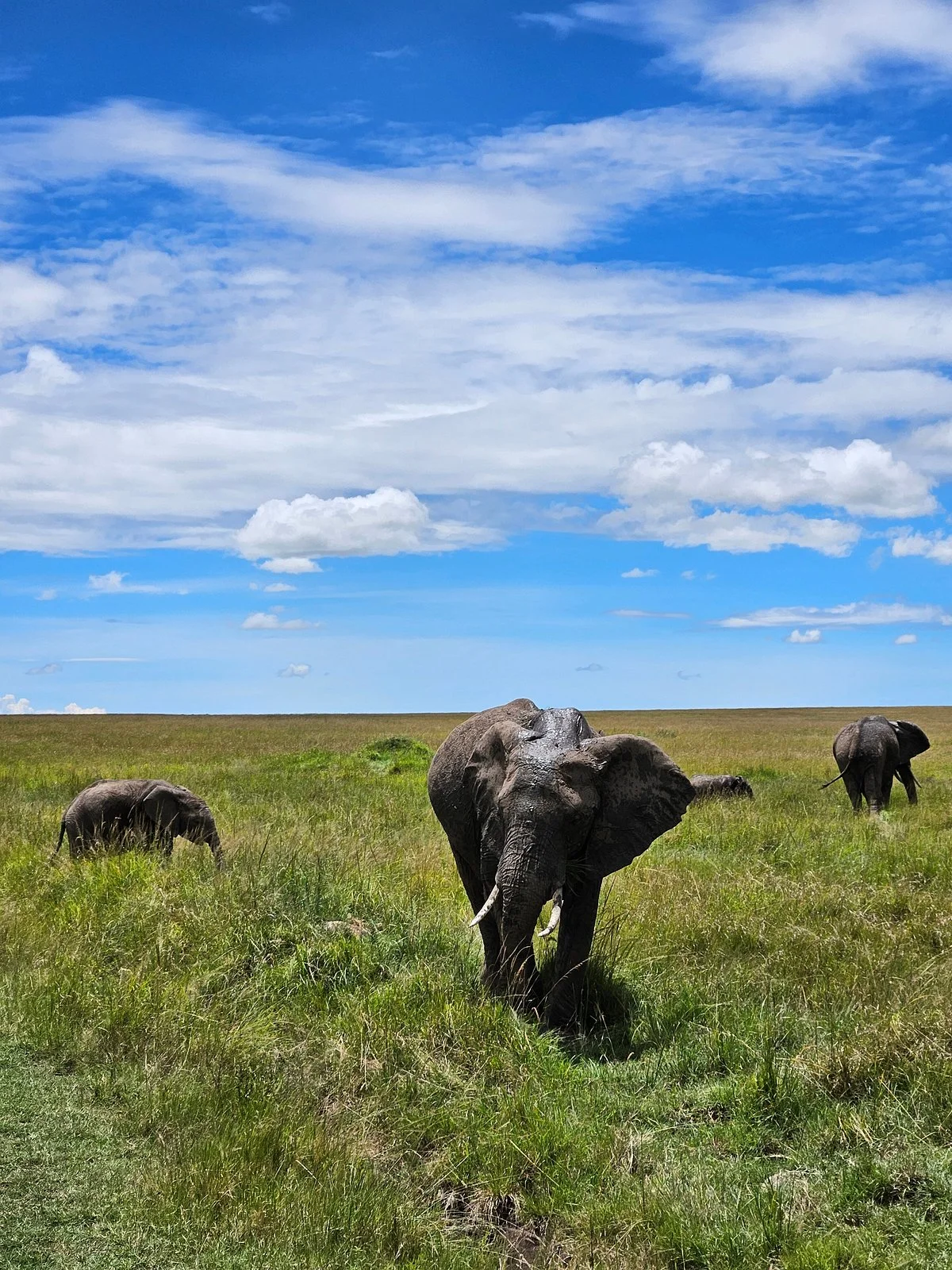 Chalkoko Safaris