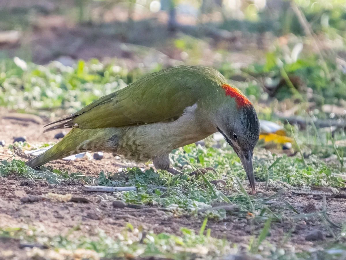 Birding Tours Morocco