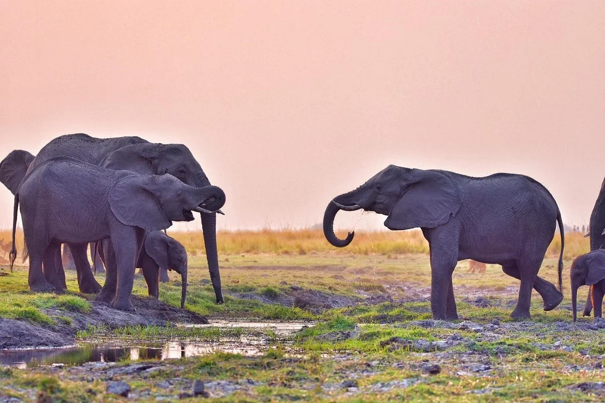 Afrinature safaris
