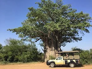 Lion's Eye Tours & Safaris