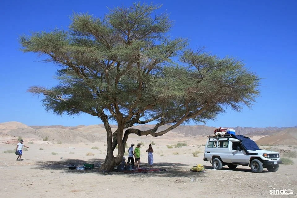 Sinai Inside