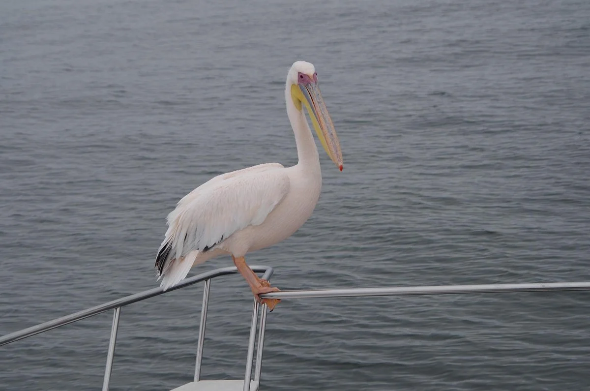 Ocean Adventures Angling Tours