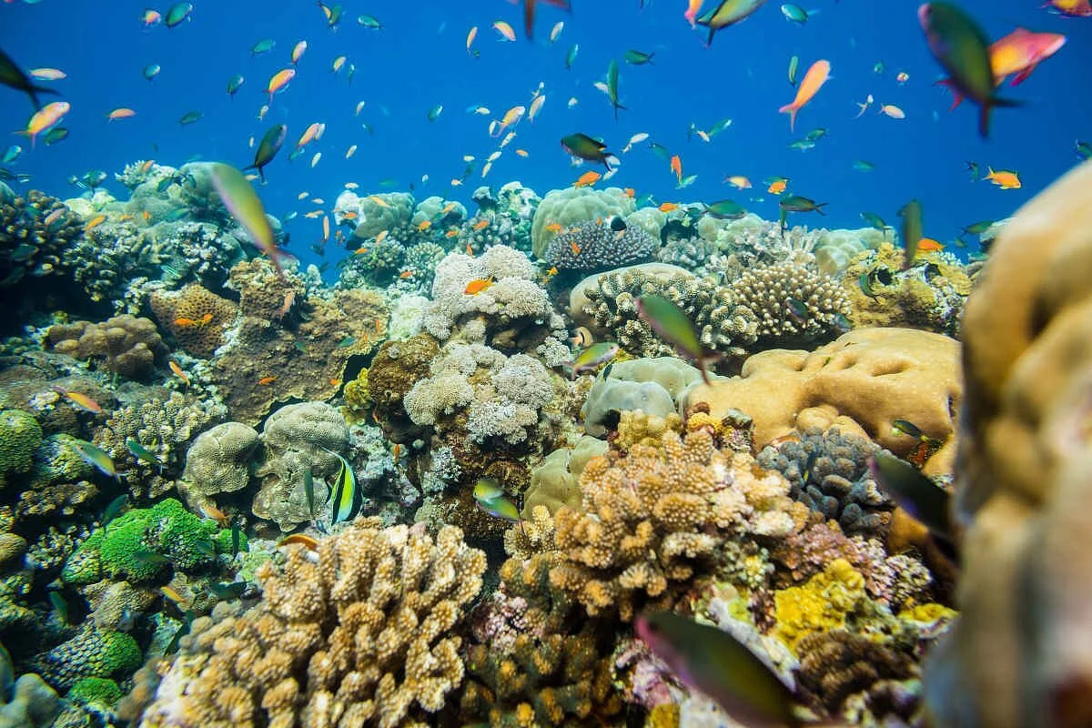 Snorkelling Zanzibar Tours Company Limited
