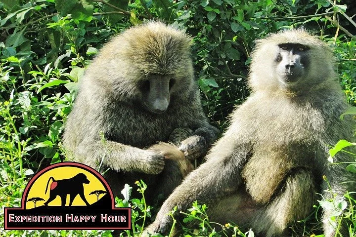 Expedition happy Hour